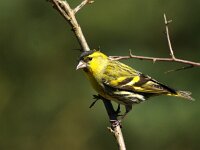 Spinus spinus 103, Sijs, adult, male, Saxifraga-Theo Verstrael  Sijs Lemelerberg