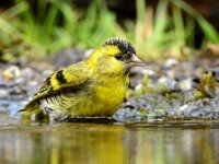 Spinus spinus 107, Sijs, adult, male, Saxifraga-Theo Verstrael