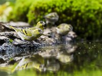 Spinus spinus 109, Sijs, adult, male, Saxifraga-Theo Verstrael