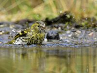 Spinus spinus 92, Sijs, adult, female, Saxifraga-Theo Verstrael