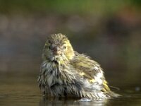 Spinus spinus 93, Sijs, adult, female, Saxifraga-Theo Verstrael