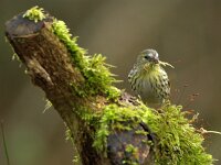 Spinus spinus 94, Sijs, adult, female, Saxifraga-Theo Verstrael