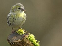 Spinus spinus 95, Sijs, adult, female, Saxifraga-Theo Verstrael