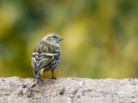 Spinus spinus 98, Sijs, adult, female, Saxifraga-Theo Verstrael