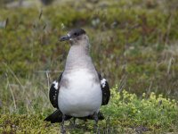 Stercorarius parasiticus 10, Kleine jager, Saxifraga-Peter Stein