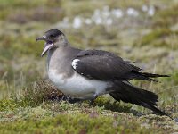 Stercorarius parasiticus 12, Kleine jager, Saxifraga-Peter Stein