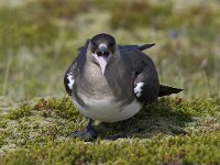 Stercorarius parasiticus 13, Kleine jager, Saxifraga-Peter Stein