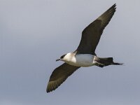 Stercorarius parasiticus 14, Kleine jager, Saxifraga-Peter Stein