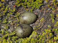 Stercorarius parasiticus 15, Kleine jager, Saxifraga-Peter Stein