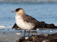 Stercorarius parasiticus 17, Kleine jager, Saxifraga-Bart Vastenhouw