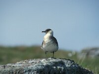 Stercorarius parasiticus 2, Kleine jager, Saxifraga-Edo van Uchelen