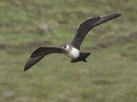 Stercorarius parasiticus 20, Kleine jager, Saxifraga-Kees van Berkel : Handa Island, kleine jager