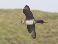 Stercorarius parasiticus 21, Kleine jager, Saxifraga-Kees van Berkel : Handa Island, kleine jager