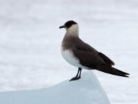 Stercorarius parasiticus 25, Kleine jager, Saxifraga-Bart Vastenhouw