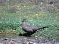 Stercorarius parasiticus 3, Kleine jager, Saxifraga-Piet Munsterman