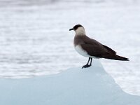 Stercorarius parasiticus 30, Kleine jager, Saxifraga-Bart Vastenhouw