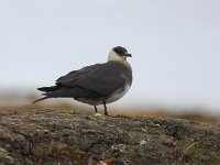 Stercorarius parasiticus 31, Kleine jager, Saxifraga-Bart Vastenhouw