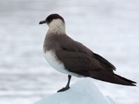 Stercorarius parasiticus 32, Kleine jager, Saxifraga-Bart Vastenhouw