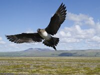 Stercorarius parasiticus 4, Kleine jager, Saxifraga-Peter Stein