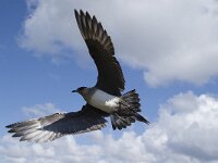 Stercorarius parasiticus 5, Kleine jager, Saxifraga-Peter Stein