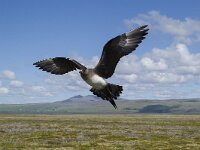 Stercorarius parasiticus 6, Kleine jager, Saxifraga-Peter Stein