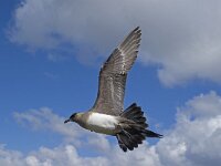 Stercorarius parasiticus 7, Kleine jager, Saxifraga-Peter Stein