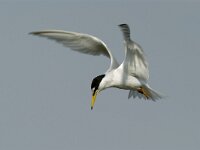 Sterna albifrons 10, Dwergstern, Saxifraga-Piet Munsterman