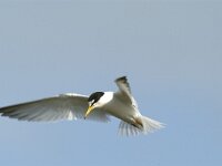 Sterna albifrons 13, Dwergstern, Saxifraga-Piet Munsterman