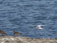 Sterna albifrons 19, Dwergstern, Saxifraga-Dirk Hilbers
