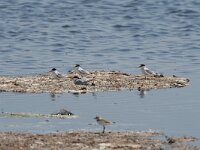 Sterna albifrons 20, Dwergstern, Saxifraga-Dirk Hilbers