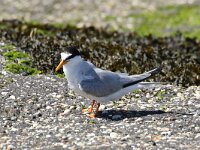 Sterna albifrons 23, Dwergstern, Saxifraga-Henk Baptist