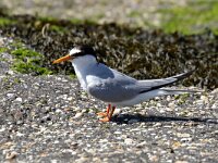Sterna albifrons 24, Dwergstern, Saxifraga-Henk Baptist