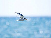 Sterna albifrons 25, Dwergstern, Saxifraga-Bart Vastenhouw