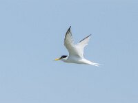 Sterna albifrons 27, Dwergstern, Saxifraga-Bart Heijne : 2024, Breskens, Sterna albifrons, Sternula albifrons, Waterdunen, Zeeland, dwergstern, juli, vakantie, vliegend, vogel, zomer