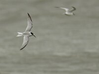 Sterna albifrons 28, Dwergstern, Saxifraga-Mark Zekhuis