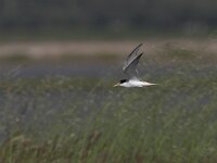 Sterna albifrons 3, Dwergstern, Saxifraga-Luc Hoogenstein