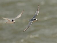 Sterna albifrons 31, juvenile, Dwergstern, Saxifraga-Mark Zekhuis