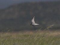 Sterna albifrons 4, Dwergstern, Saxifraga-Luc Hoogenstein