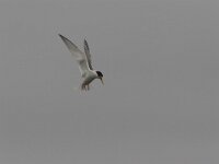 Sterna albifrons 6, Dwergstern, Saxifraga-Luc Hoogenstein