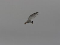 Sterna albifrons 8, Dwergstern, Saxifraga-Luc Hoogenstein