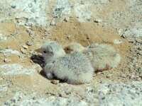 Sterna bengalensis 2, Bengaalse stern, juvenile, Saxifraga-Peter Meininger
