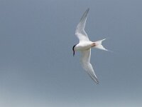 Sterna dougallii 13, Dougalls stern, Saxifraga-Mark Zekhuis