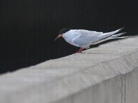 Sterna dougallii 2, Dougalls stern, Saxifraga-Mark Zekhuis