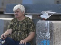 Sterna dougallii 3, Dougalls stern, Saxifraga-Mark Zekhuis