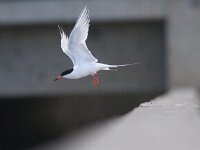 Sterna dougallii 4, Dougalls stern, Saxifraga-Mark Zekhuis