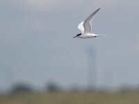 Sterna dougallii 9, Dougalls stern, Saxifraga-Mark Zekhuis