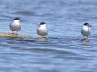 Sterna hirundo 118, Visdief, Saxifraga-Tom Heijnen