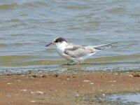Sterna hirundo 122, Visdief, Saxifraga-Bart Heijne : 2024, Breskens, Sterna hirundo, Waterdunen, Zeeland, jong, juli, juveniel, stern, vakantie, visdief, vogel, zomer