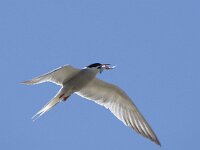 Sterna hirundo 127, Visdief, adult, Saxifraga-Theo Verstrael