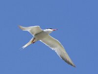 Sterna hirundo 130, Visdief, adult, Saxifraga-Theo Verstrael